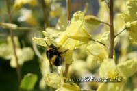 /album/macro/abelha-jpg/