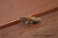 /album/macro/narigudo-jpg/