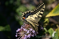 /album/natureza/borboleta-jpg/