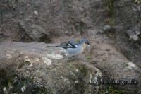 /album/natureza/tentilh%c3%a3o-jpg/