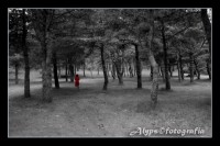 /album/p-b/capuchinho-jpg1/