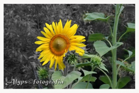 Girassol